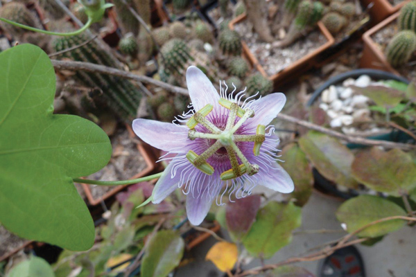 A guide to spring gardening