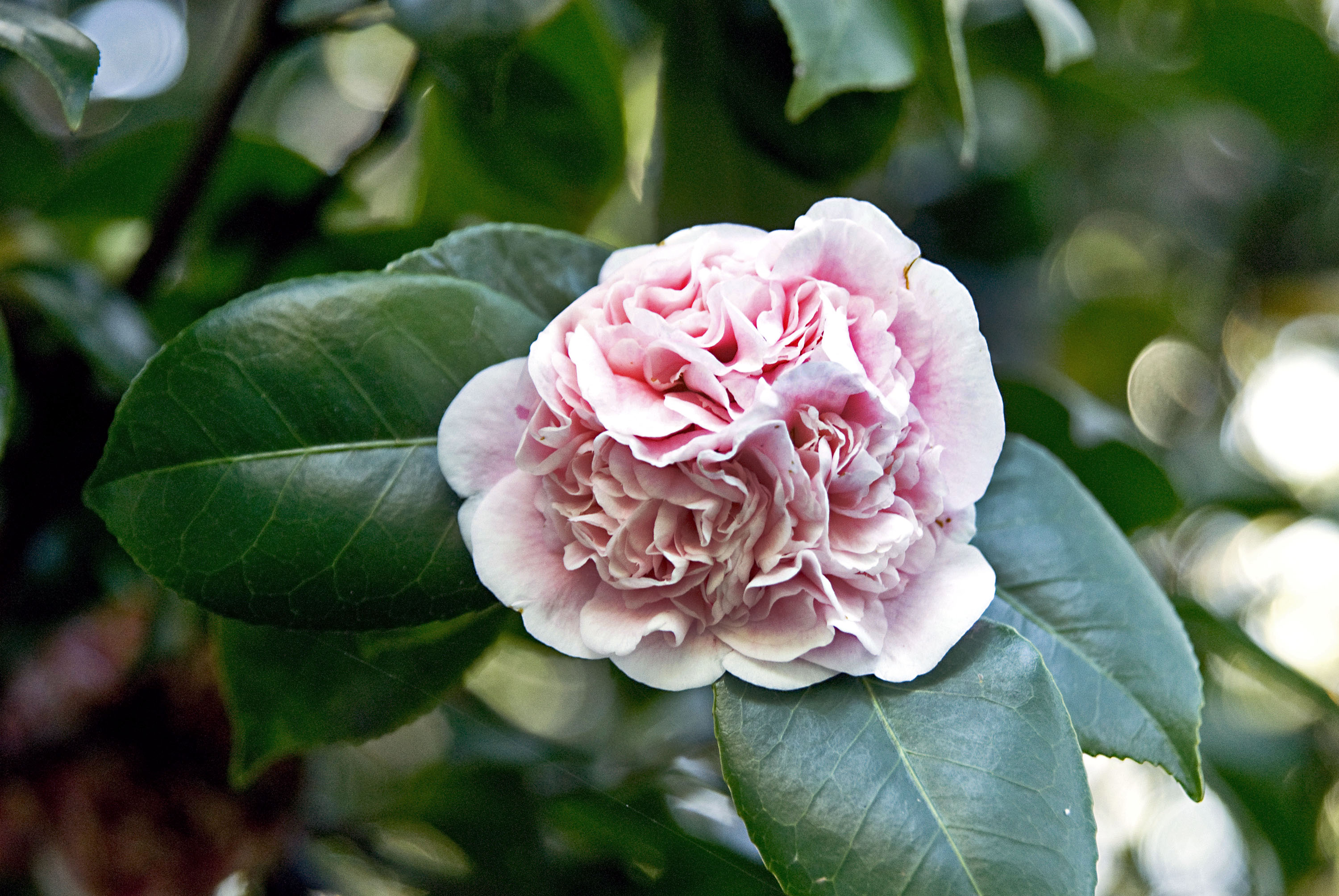 Chameleon camellias