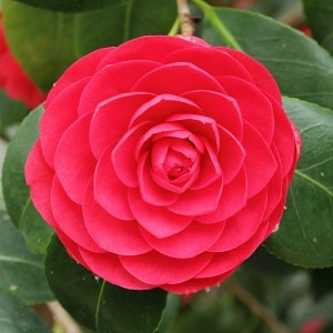 Camellia