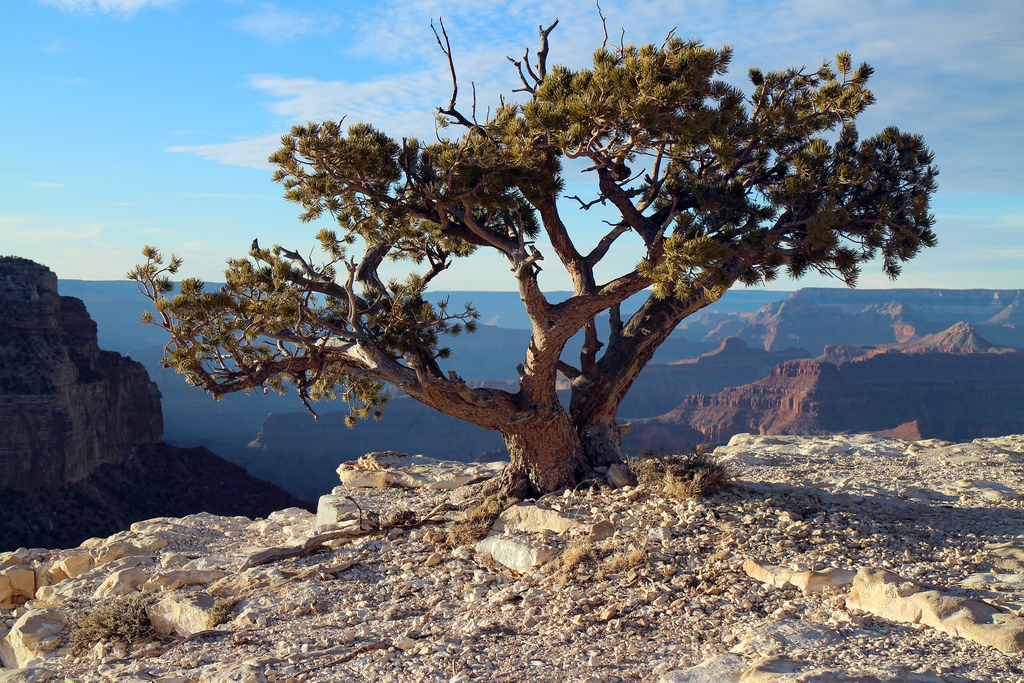 The Art of Bonsai