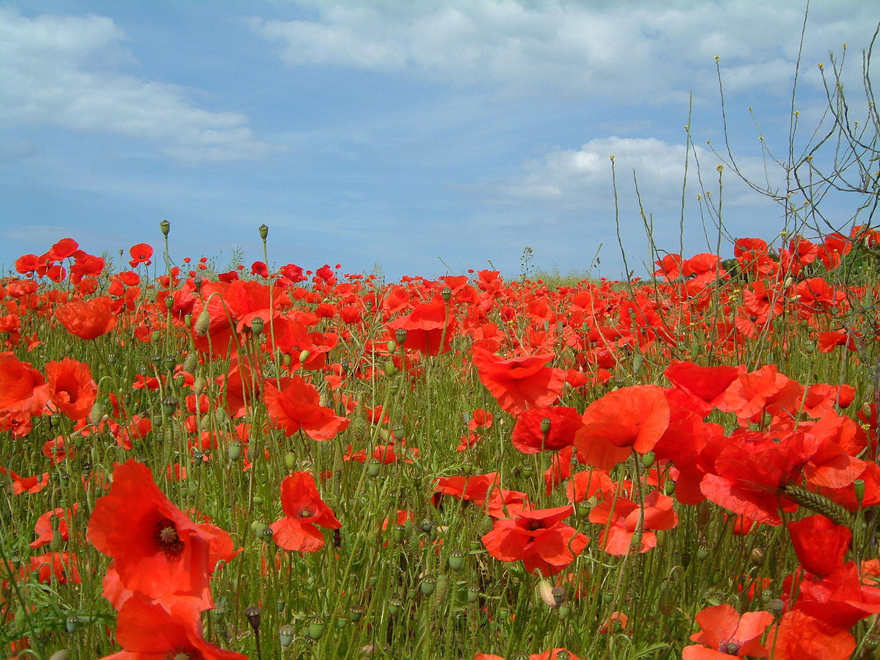 Poppy Day