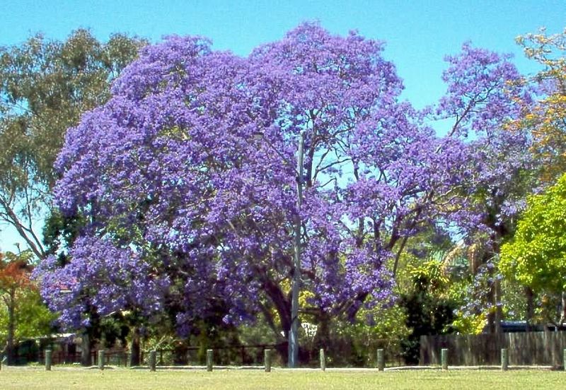 Blossoming North Shore