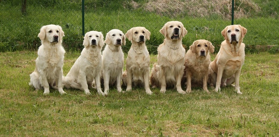 Ku-ring-gai dog day out returns