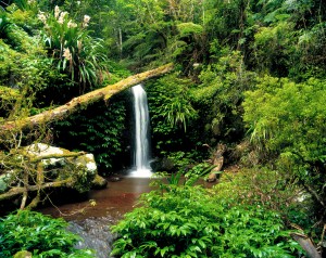 Lamington National Park