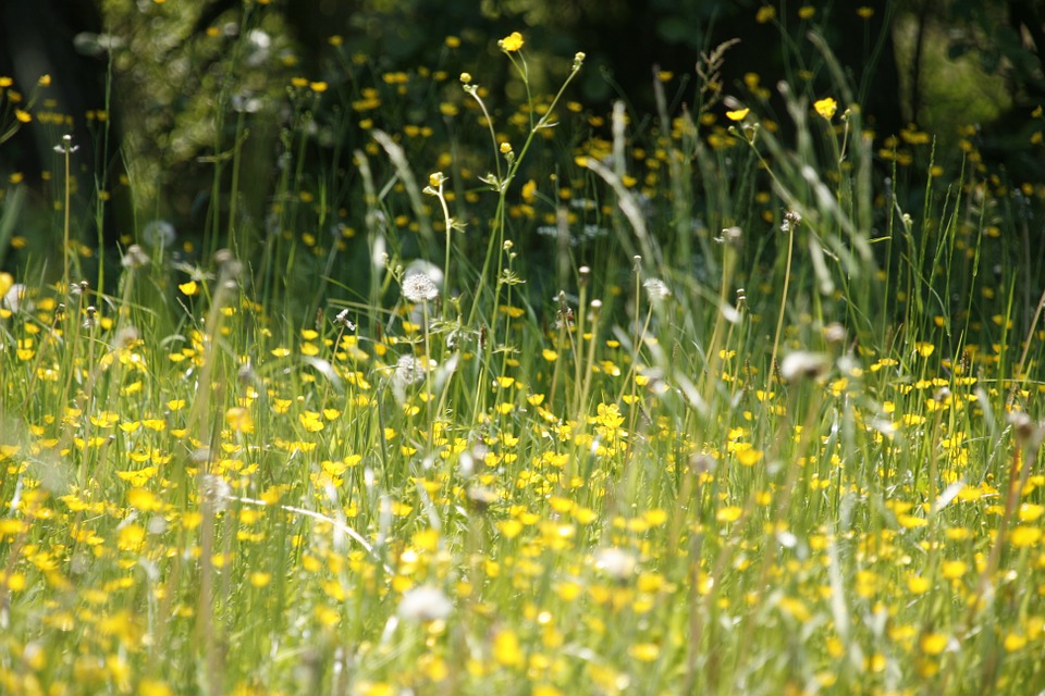 Hay Fever Season is Here!