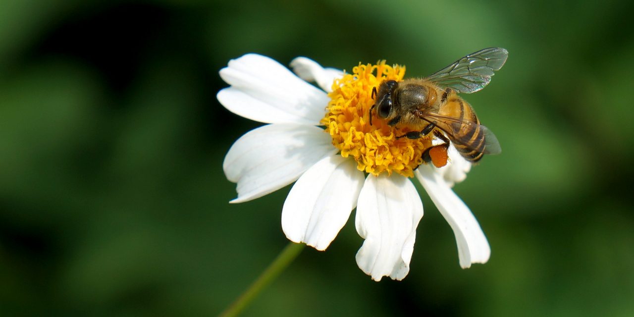 Bees in decline: National Pollinators Week