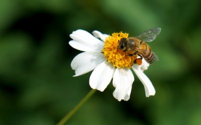 Bees in decline: National Pollinators Week