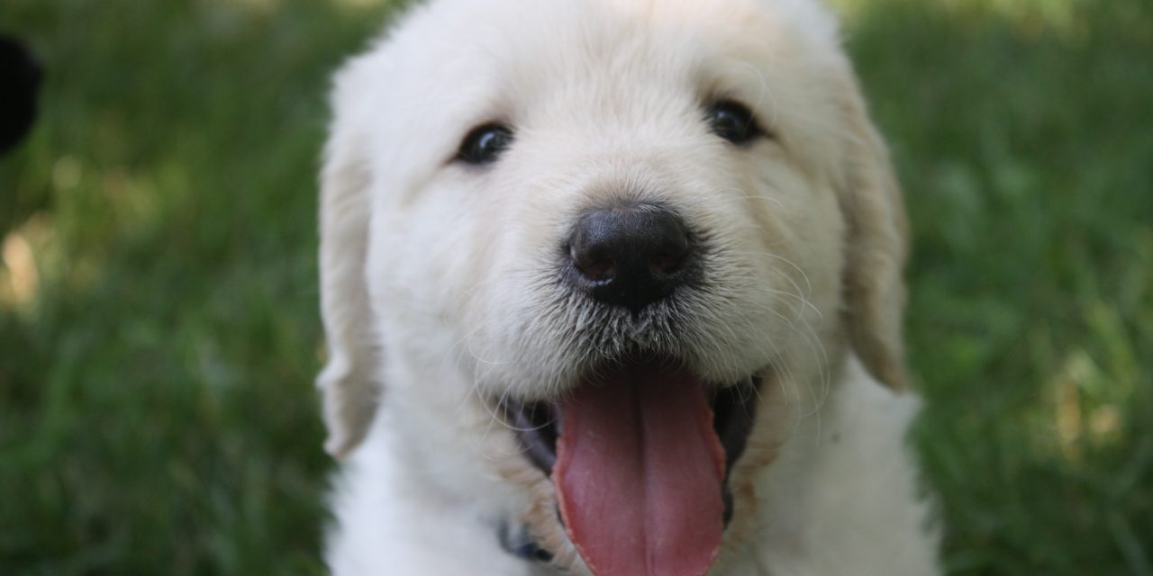 Australia’s Cutest Pet Competition