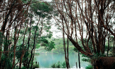 Refresh in the Wilderness of Corinna, Tasmania