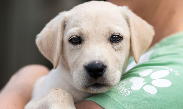 Animal Adoptions on the Rise