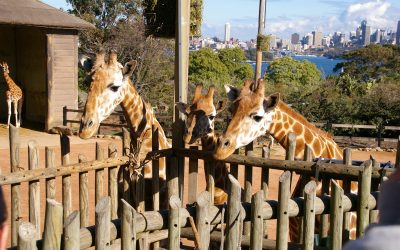 Animal Antics at Taronga Zoo