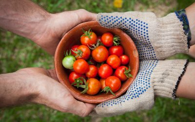 Veggie Gardens for Beginners