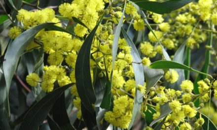 Wonderful Wattles