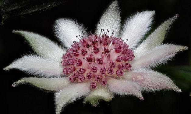 Fabulous Flannel Flowers