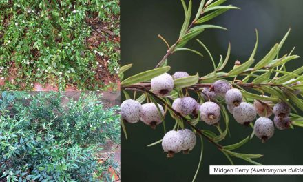 Great Bush Tucker