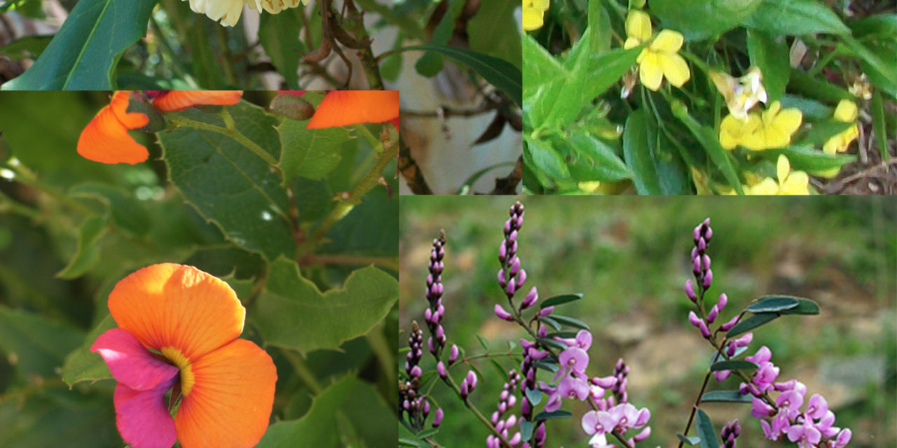 Perfect Plants for Shade