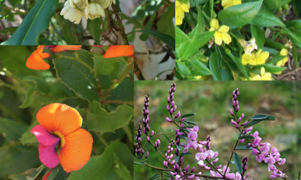 Perfect Plants for Shade