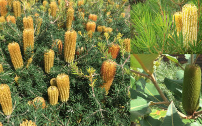 BANKSIA BEAUTIES