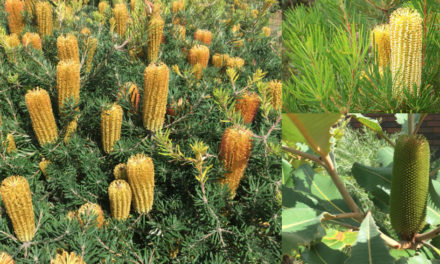 BANKSIA BEAUTIES