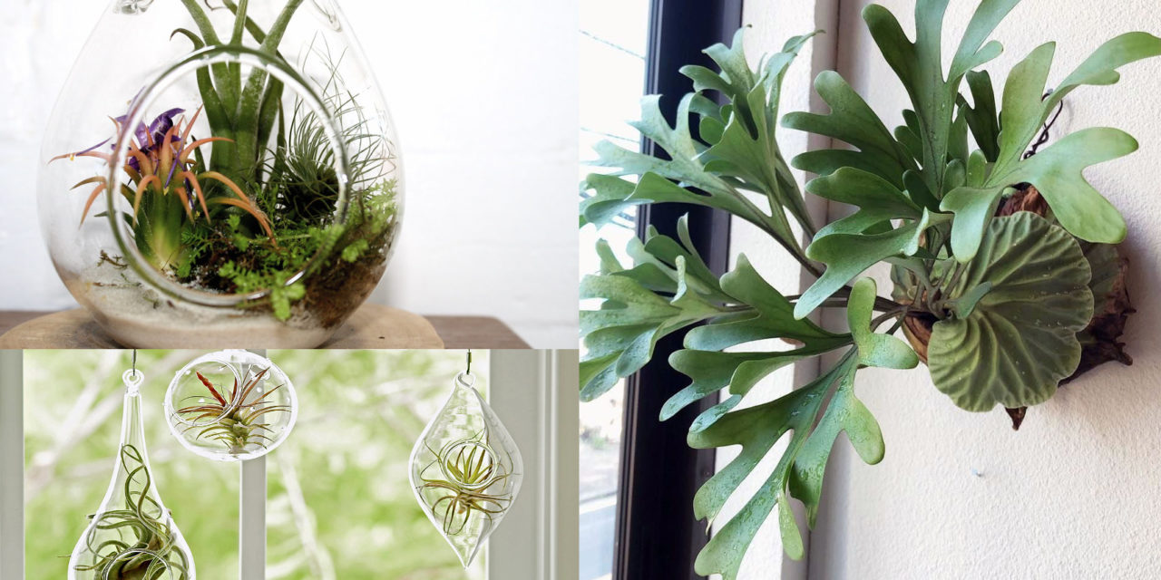 All you need to know about Indoor Air Plants