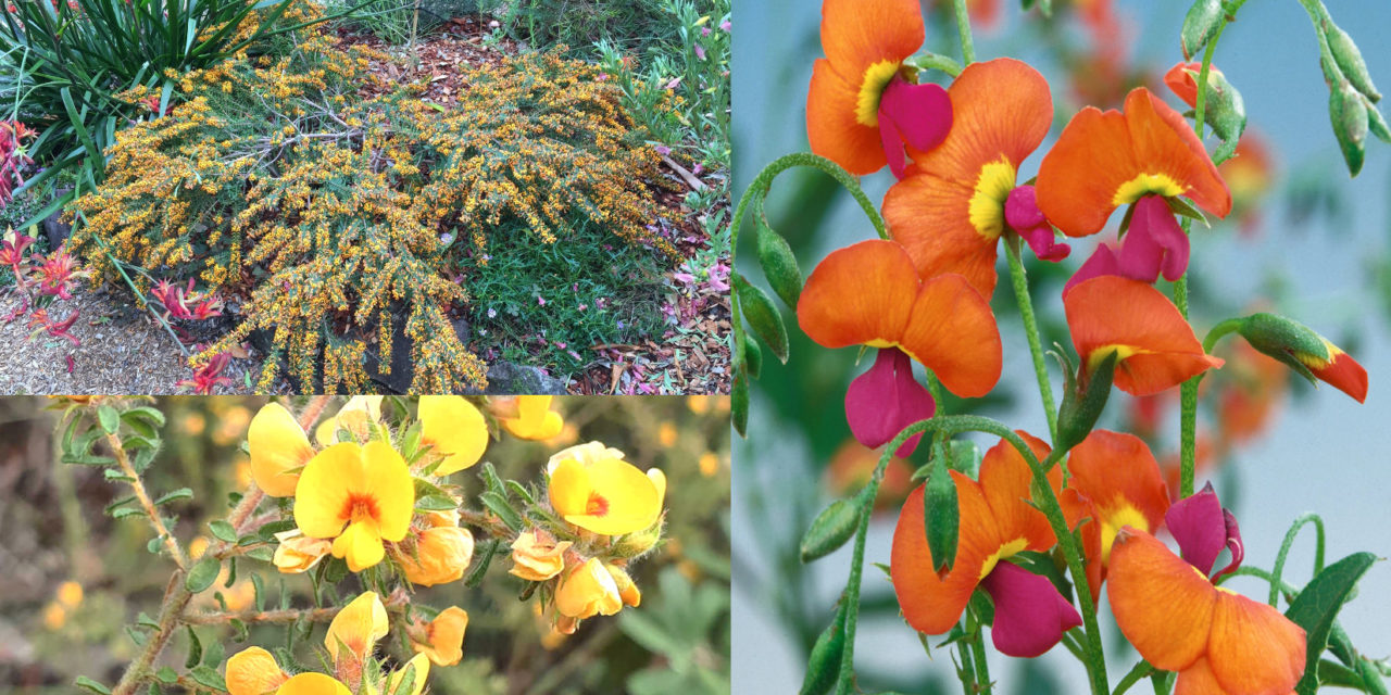 Australian Natives: Pea Flowers, Perfect for Spring