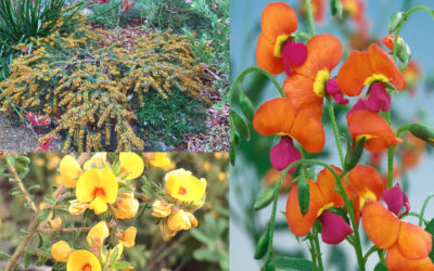 Australian Natives: Pea Flowers, Perfect for Spring