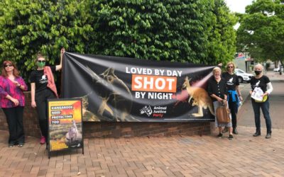 PROTESTERS BLAST MP OVER KANGAROO KILLING