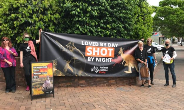 PROTESTERS BLAST MP OVER KANGAROO KILLING