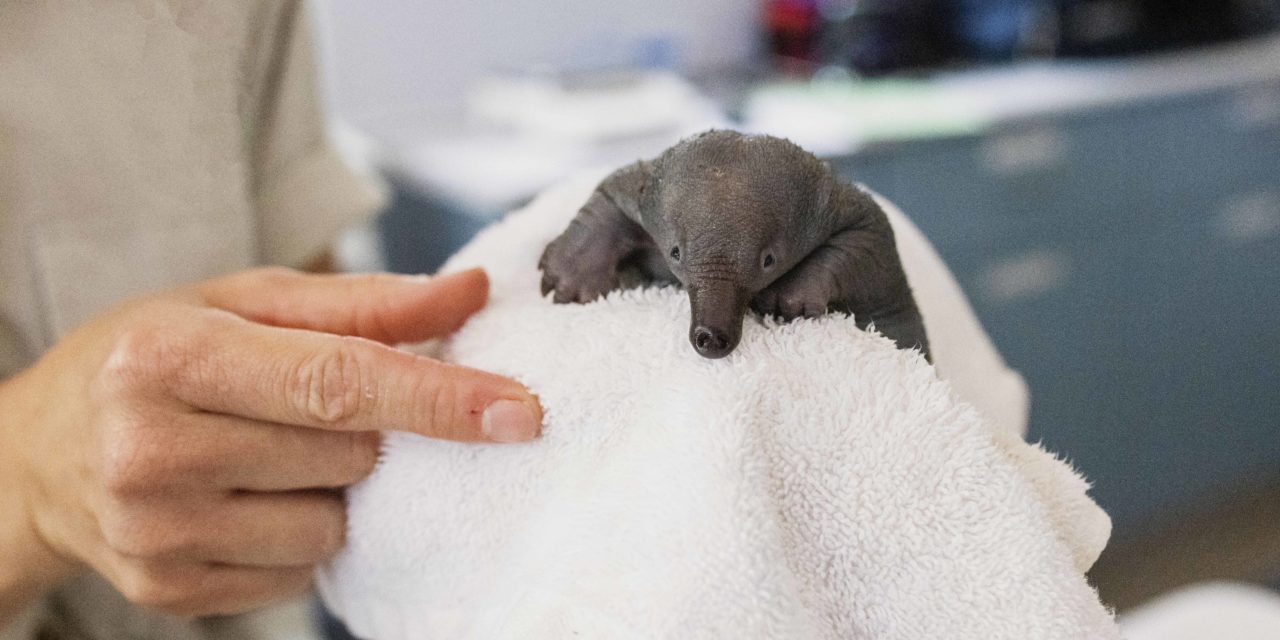 TARONGA ZOO SAVES ADORABLE PUGGLE