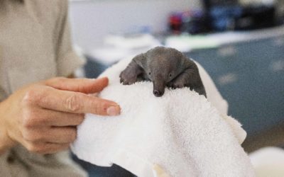 TARONGA ZOO SAVES ADORABLE PUGGLE