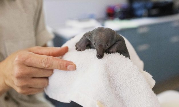 TARONGA ZOO SAVES ADORABLE PUGGLE