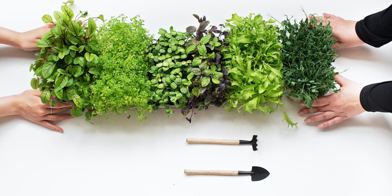 5 APPS TO KEEP YOUR PLANTS HEALTHY